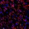 Dopamine receptor D1 antibody, NB110-60017, Novus Biologicals, Immunofluorescence image 