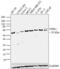 Vasoactive Intestinal Peptide Receptor 1 antibody, PA3-113, Invitrogen Antibodies, Western Blot image 