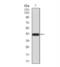 Bone Morphogenetic Protein 4 antibody, NBP2-52424, Novus Biologicals, Western Blot image 