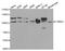 Catenin Delta 1 antibody, A1641, ABclonal Technology, Western Blot image 