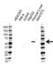 TGH antibody, VPA00555, Bio-Rad (formerly AbD Serotec) , Western Blot image 