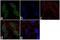 RAD17 Checkpoint Clamp Loader Component antibody, 720269, Invitrogen Antibodies, Immunofluorescence image 