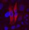 Family With Sequence Similarity 3 Member C antibody, MA5-24162, Invitrogen Antibodies, Immunocytochemistry image 