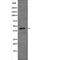 Sphingosine kinase 1 antibody, abx218735, Abbexa, Western Blot image 