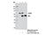 Cell Division Cycle 45 antibody, 11881S, Cell Signaling Technology, Immunoprecipitation image 