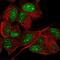 Jade Family PHD Finger 3 antibody, NBP2-55990, Novus Biologicals, Immunofluorescence image 