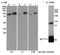 Sp1 Transcription Factor antibody, NB600-233, Novus Biologicals, Immunoprecipitation image 