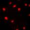 Minichromosome Maintenance Complex Component 5 antibody, orb214237, Biorbyt, Immunofluorescence image 
