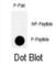 RAD9 Checkpoint Clamp Component A antibody, abx031902, Abbexa, Western Blot image 