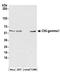 Casein Kinase 1 Gamma 1 antibody, A304-360A, Bethyl Labs, Western Blot image 