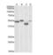 Meis Homeobox 2 antibody, NBP1-52041, Novus Biologicals, Western Blot image 