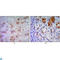 Endoplasmic Reticulum To Nucleus Signaling 1 antibody, LS-C814028, Lifespan Biosciences, Immunohistochemistry paraffin image 