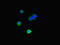 Docking Protein 2 antibody, CSB-PA007108LA01HU, Cusabio, Immunofluorescence image 