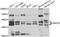 SET and MYND domain-containing protein 3 antibody, A02080, Boster Biological Technology, Western Blot image 