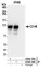 Melanoma Cell Adhesion Molecule antibody, A304-336A, Bethyl Labs, Immunoprecipitation image 