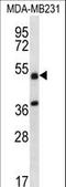 Tripartite Motif Containing 10 antibody, LS-C160176, Lifespan Biosciences, Western Blot image 