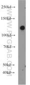 SLIT-ROBO Rho GTPase Activating Protein 2 antibody, 22519-1-AP, Proteintech Group, Western Blot image 