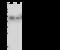 SERPINC1 antibody, 10142-T52, Sino Biological, Western Blot image 