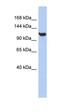 Transmembrane Protein 63C antibody, orb325481, Biorbyt, Western Blot image 