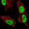 FOS Like 1, AP-1 Transcription Factor Subunit antibody, HPA066901, Atlas Antibodies, Immunofluorescence image 