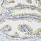 Cystatin C antibody, LS-C748350, Lifespan Biosciences, Immunohistochemistry frozen image 