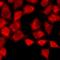 Selectin P Ligand antibody, GTX17665, GeneTex, Immunocytochemistry image 