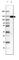 Lysosomal Associated Membrane Protein 1 antibody, AMAb91170, Atlas Antibodies, Western Blot image 