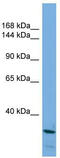 MRF-2 antibody, TA339766, Origene, Western Blot image 