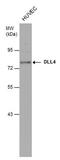 Delta Like Canonical Notch Ligand 4 antibody, PA5-29016, Invitrogen Antibodies, Western Blot image 