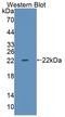 Transcriptional Regulating Factor 1 antibody, LS-C374675, Lifespan Biosciences, Western Blot image 