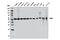 Autophagy Related 5 antibody, 12994S, Cell Signaling Technology, Western Blot image 