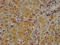 Complement C4A (Rodgers Blood Group) antibody, LS-C674437, Lifespan Biosciences, Immunohistochemistry paraffin image 
