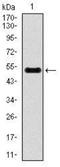 Inner Centromere Protein antibody, NBP2-37471, Novus Biologicals, Western Blot image 