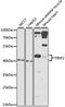 TERF1 Interacting Nuclear Factor 2 antibody, A6769, ABclonal Technology, Western Blot image 