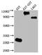 GST antibody, CSB-MA000031M1m, Cusabio, Western Blot image 
