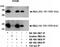 PHB2 antibody, NB100-1807, Novus Biologicals, Immunoprecipitation image 