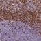 Solute Carrier Family 4 Member 1 (Diego Blood Group) antibody, NBP2-49409, Novus Biologicals, Immunohistochemistry frozen image 