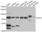 Ubiquitin Specific Peptidase 10 antibody, LS-C349200, Lifespan Biosciences, Western Blot image 