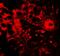 Apolipoprotein B MRNA Editing Enzyme Catalytic Subunit 3B antibody, A01088, Boster Biological Technology, Immunofluorescence image 