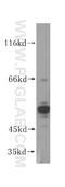G-Patch Domain And KOW Motifs antibody, 14728-1-AP, Proteintech Group, Western Blot image 