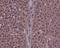 Cyclin Dependent Kinase 2 antibody, MP00166, Boster Biological Technology, Immunohistochemistry paraffin image 