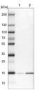  antibody, NBP1-91931, Novus Biologicals, Western Blot image 