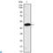 Mesoderm Posterior BHLH Transcription Factor 1 antibody, LS-C812700, Lifespan Biosciences, Western Blot image 