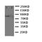 GATA Binding Protein 2 antibody, orb97011, Biorbyt, Western Blot image 