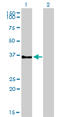 G Protein-Coupled Receptor 3 antibody, LS-B4335, Lifespan Biosciences, Western Blot image 