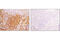 Spleen Associated Tyrosine Kinase antibody, 13198P, Cell Signaling Technology, Immunohistochemistry paraffin image 