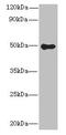 Gasdermin B antibody, CSB-PA823445LA01HU, Cusabio, Western Blot image 