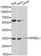 Receptor For Activated C Kinase 1 antibody, A13393, ABclonal Technology, Western Blot image 