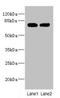 Kelch Like Family Member 13 antibody, LS-C675957, Lifespan Biosciences, Western Blot image 