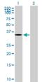 Prostaglandin D2 Receptor antibody, H00005729-B01P, Novus Biologicals, Western Blot image 